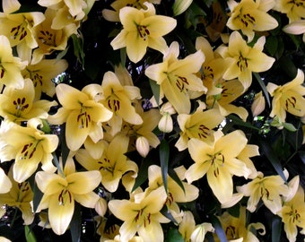 Sunshine In A Flower