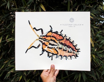 Stink Bug (Piezosternum Subulatum) Art Print Illustration