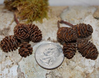 250 Alder Cones, Small Pinecones, Country Decor, Craft Supplies, Christmas Decorations