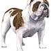 Bulldog Dog Counted Cross Stitch Pattern