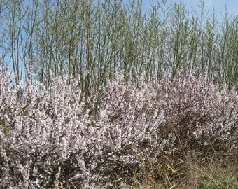 1000 Nanking Cherry Seeds, Prunus Tomentosa