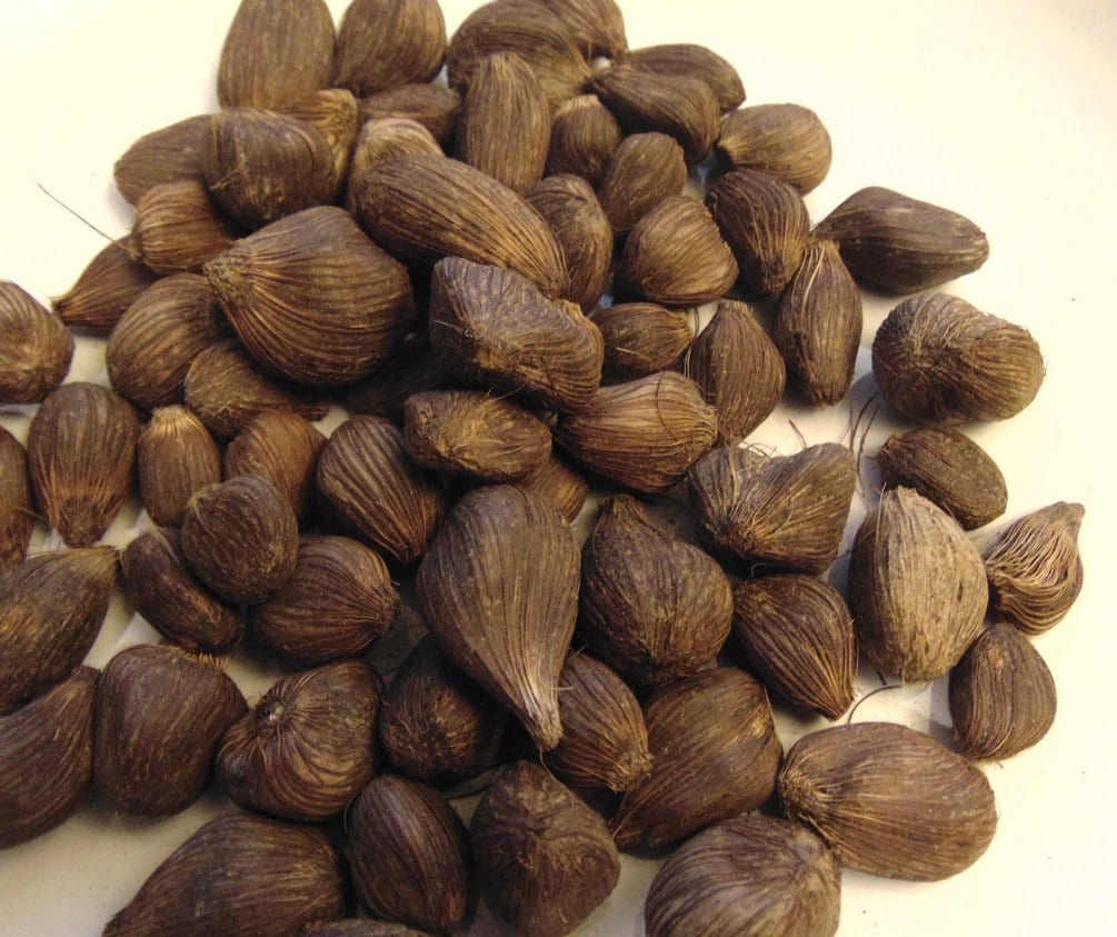 African Oil Palm Tree Kernels, 5 Seeds, Elaeis guineensis from