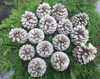 Bleached Pinecones (set of 15), Beached pine cones