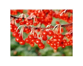 5 Dwarf Crabapple Tree Seeds-1231