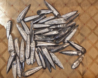 Drilled Fossil Orthoceras