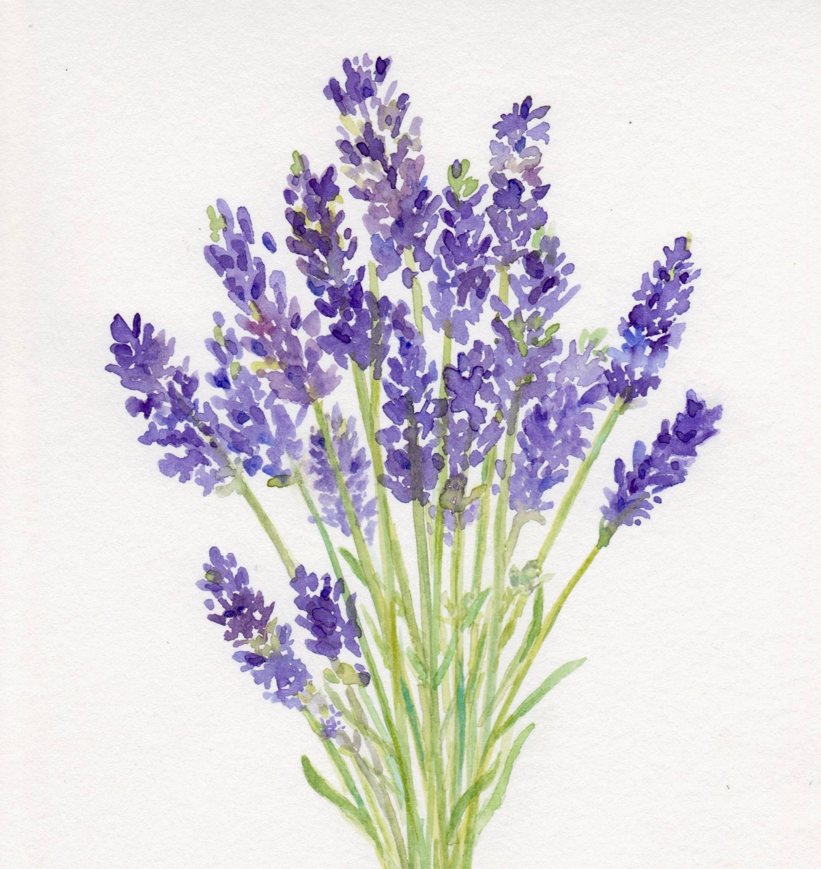 Lavender Watercolor Lavender Bouquet Original Painting