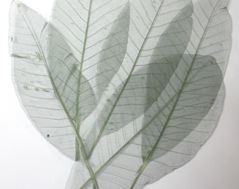 60 pc Beautiful Preserved Dried Skeleton Leaves Light Green Autumn Wedding Cottage Shabby Decor Botanical Wholesale Craft Leaf