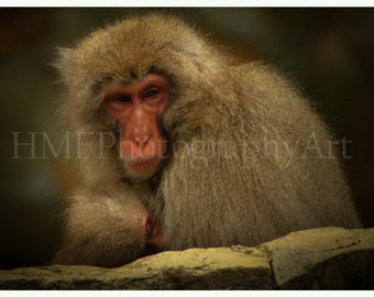 Snow Monkey Photography (Immediate Download)