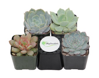 2"- Rosette Succulent Plant Collection - live succulents, potted succulents, bulk succulents, wholesale succulents, succulent gifts