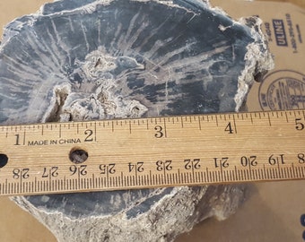 Beautiful Polished Petrified Wood specimen