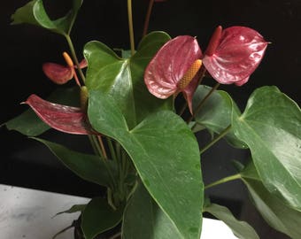 Anthurium plants (choose pink or red!)