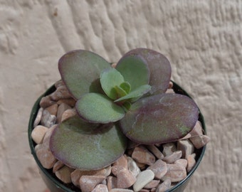 Sedum SunSparkler Blue Pearl