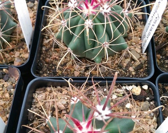 Ferocactus wislizeni - Southwestern Barrel Cactus