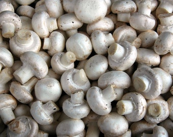 14gr#1/2(oz.) /White Button Mushroom / Mycelium Spores Spawn Dried Seeds for growing on coffee grounds/supstrats /FREE SHIPPING