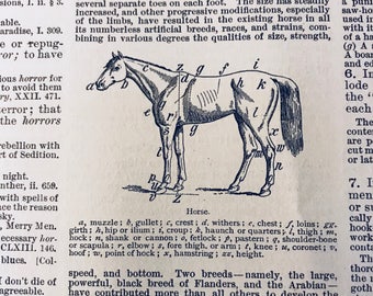 Horse Definition Page 1910 Not a Computer Print 107 yr old Paper Large Format Antique From Century Dictionary Cyclopedia