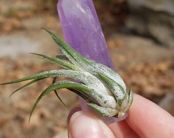 Air Plant Amethyst Crystal | Tillandsia | Crystal Garden | Quartz | Air Plant Gift | Airplant Gift | Quartz Crystal | Air Plants | Amethyst