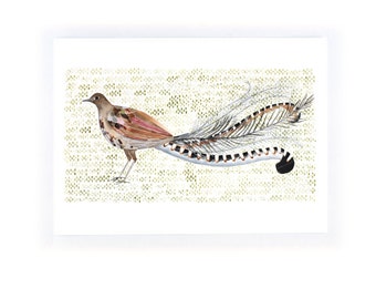 Lyre Bird - archival art print