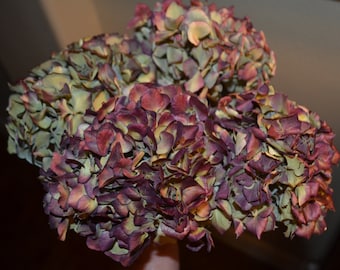Dried hydrangeas, Burgundy hydrangeas, Hydrangeas - for dried floral arrangements, Wedding arrangements, Large bunch!!