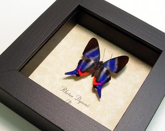 Framed Butterfly Real Sapphire Butterfly Conservation Quality Display 114