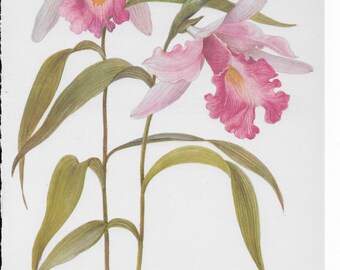 Botanical Print of a Sobralia Orchid