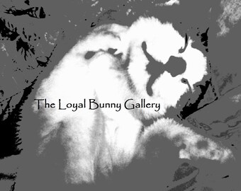 50 Shades of Grey Kitten Fine Art Print Giclee 5"x7" or 8"x10"