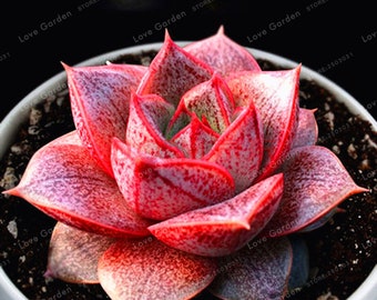 100 Pcs Echeveria Purpusorum Seeds Fresh Succulent Plant Seeds Home Rock Garden Gorgeous Round Leaf RARE Succulents Seeds