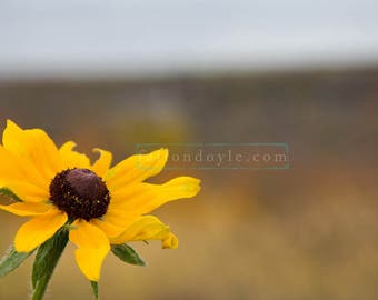 Brown Eyed Susan Flower digital backdrop