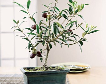 10 OLIVE Tree (Olea Europaea) Seeds