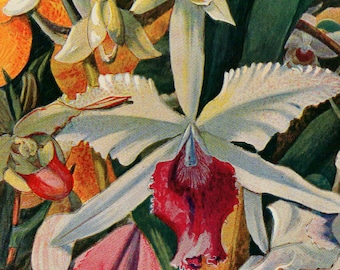 LARGE Antique Print, ORCHIDS german, chart 1900 beautiful wall art vintage color lithograph illustration orchid flowers floral