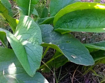 Russian Comfrey 25 root cuttings for growing your own