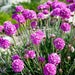 Sea Thrift - Armeria Maritima Splendens * 25 Seeds ... seeds galore