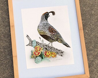 Gambel's Quail (archival print)