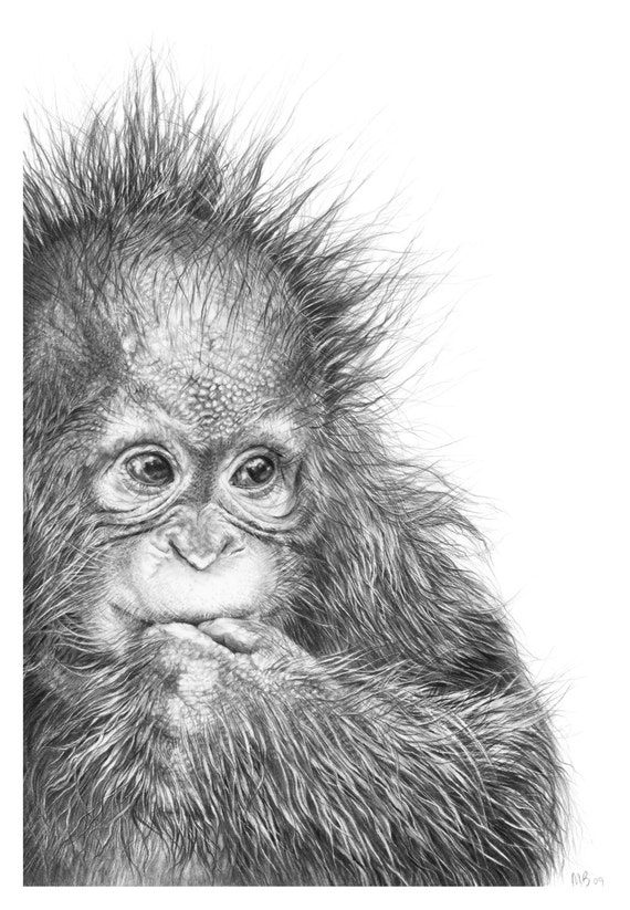  Orangutan  Drawing  Baby  Orangutan  picture 