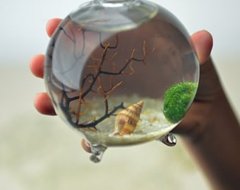 Marimo Terrarium - Japanese Moss Ball Aquarium - footed bud vase - with sea fan - shells - and sand