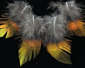 set of 4 lophophore neck feathers shining himalayan monal very... R A R E...