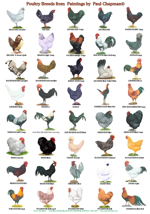 A4 Laminated Posters. Breeds of Poultry 2 different posters