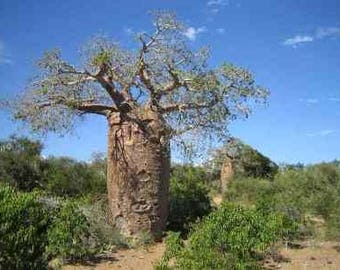25 Seeds Adansonia rubrostipa, Fony Baobab Seeds