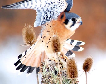 Kestrel - American Kestrel, Digital Photography, Bird Photography, Bird Art, Bird Decor, Whimsical Bird, Winter Bird, Nature, Bird in Flight