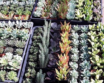 2” Succulent Mixed Varieties Flat of 10