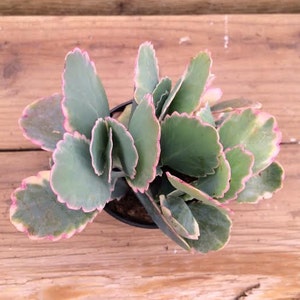 Medium Succulent Plant Aurora Borealis Scalloped Kalanchoe . Interesting shape and color make this plant a must have for your collection.