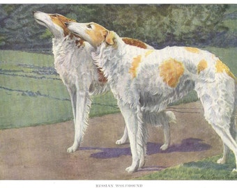 1919 Print RUSSIAN WOLFHOUND by Louis Agassiz Fuertes