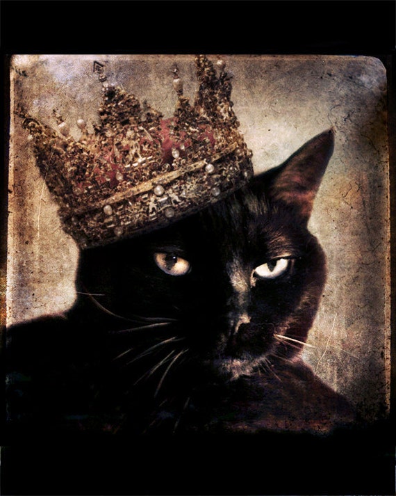 Enjoyable Animal Photography Cat
