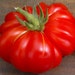 50+ Costoluto Fiorentino Tomato Seeds- Italian Heirloom Variety