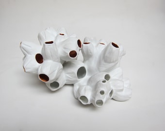Porcelain Barnacle