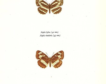 BUTTERFLY PRINT Art Original 1965 Book Plate 112 Beautiful European Sailer and East-European Butterflies Flower Garden Nature