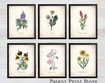 Texas Wildflower Botanical Art Prints. Botanical Print. Wildflower Print. Botanical poster. Botanical Illustration. Botanical Art. Farmhouse