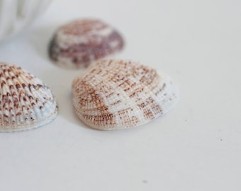 Round natural shells - one hole - set of 5