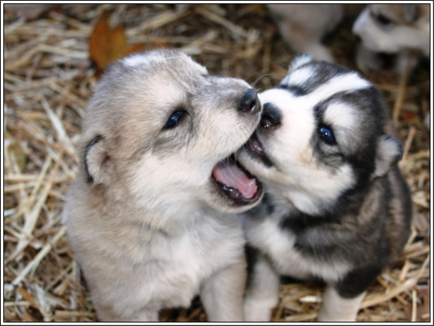 Image Result For Alaskan Malamute E Siberian Husky Image Result For Alaskan Malamute E Siberian Husky