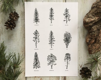 Evergreen Trees I - Print A4