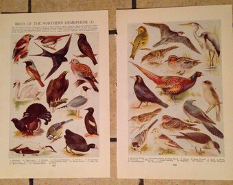 1947 Birds of the Northern Hemisphere Vintage Illustrations